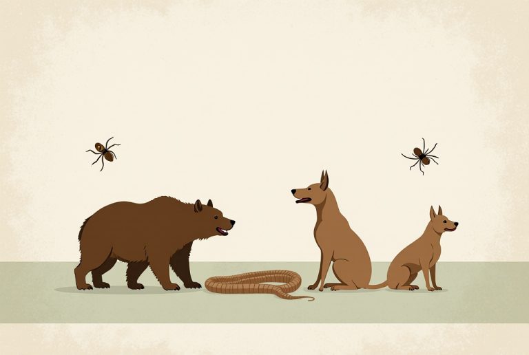 Cómo actuar ante animales peligrosos en la naturaleza osos mastines lobos serpientes garrapatas