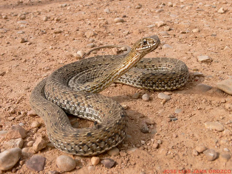 Culebra bastarda