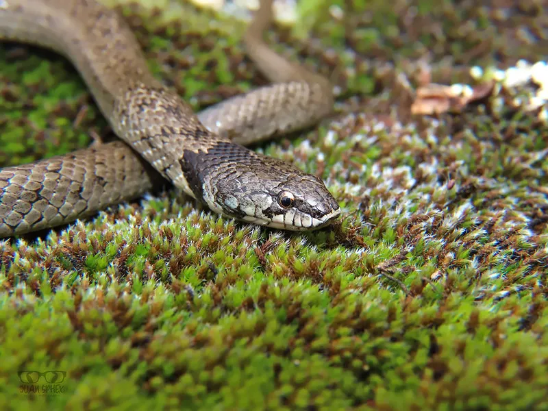 Culebra de cogulla
