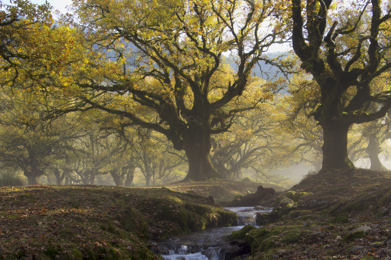 Muniellos y fuentes del narcea guía del robledal y rutas asturias