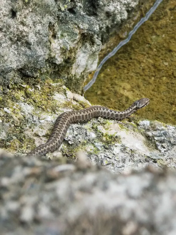 Víbora cantábrica seoane