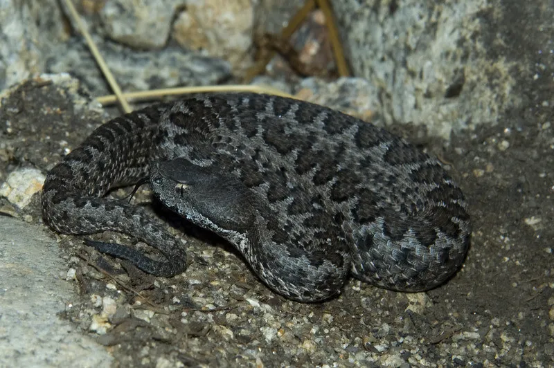 Víbora hocicuda vipera latastei